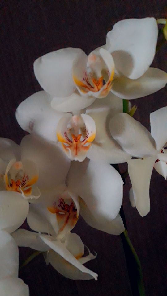fleure blanche