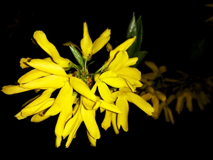 forsythia blossom