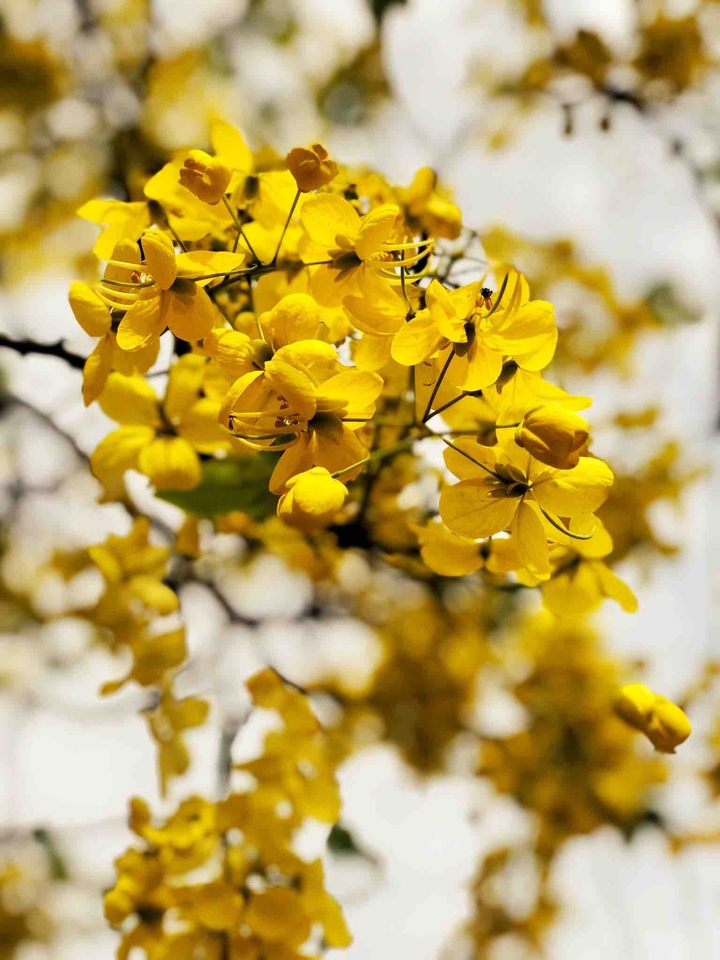 Summer blossoms