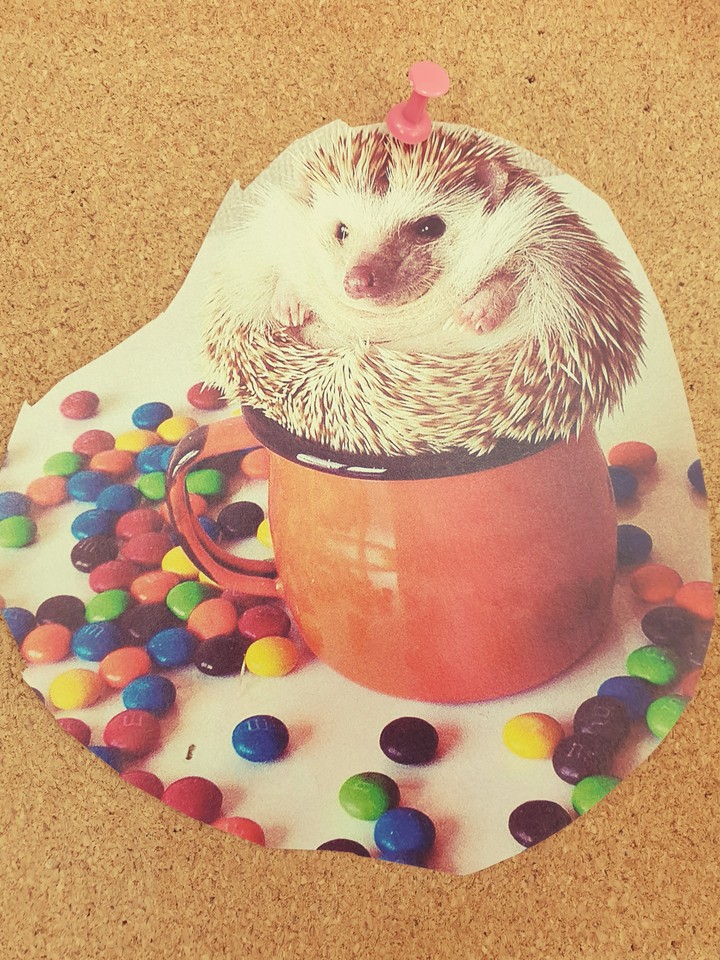 TooCuteHedgehog???