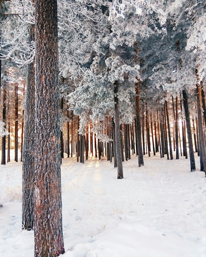 forest