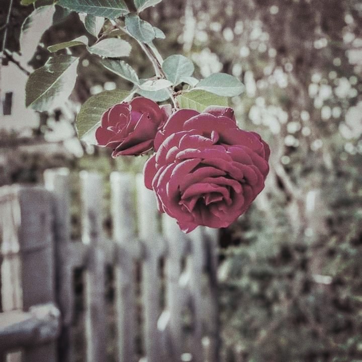 #flower