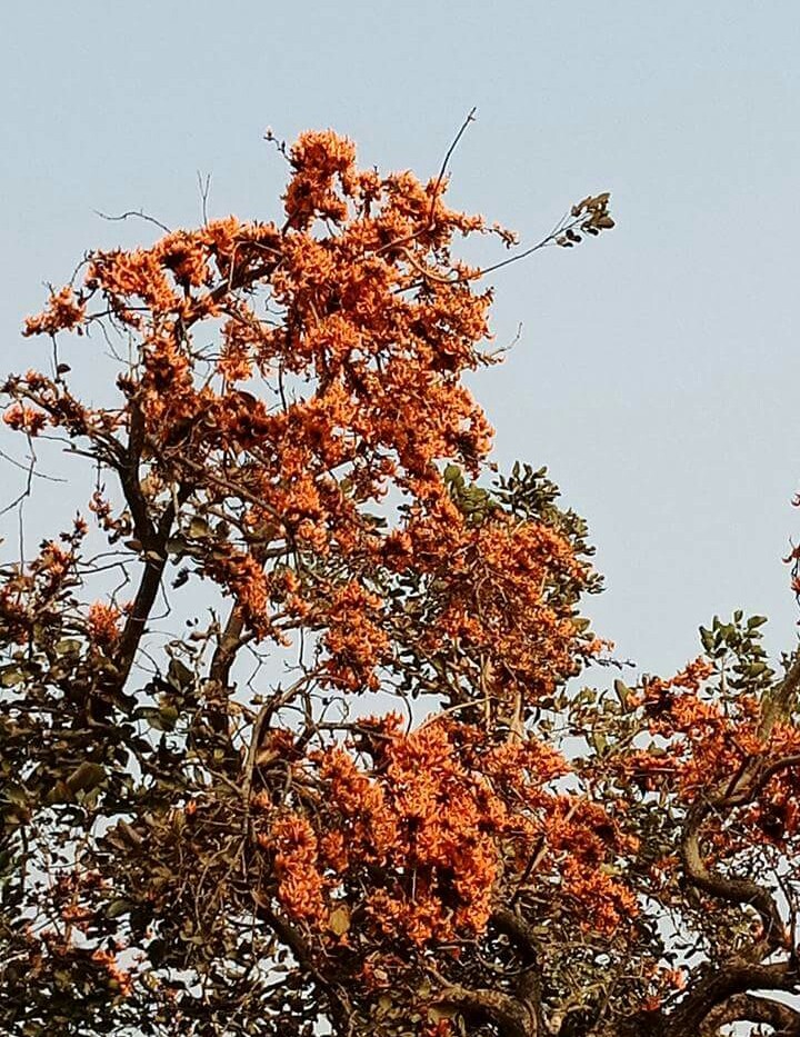 banglar polash