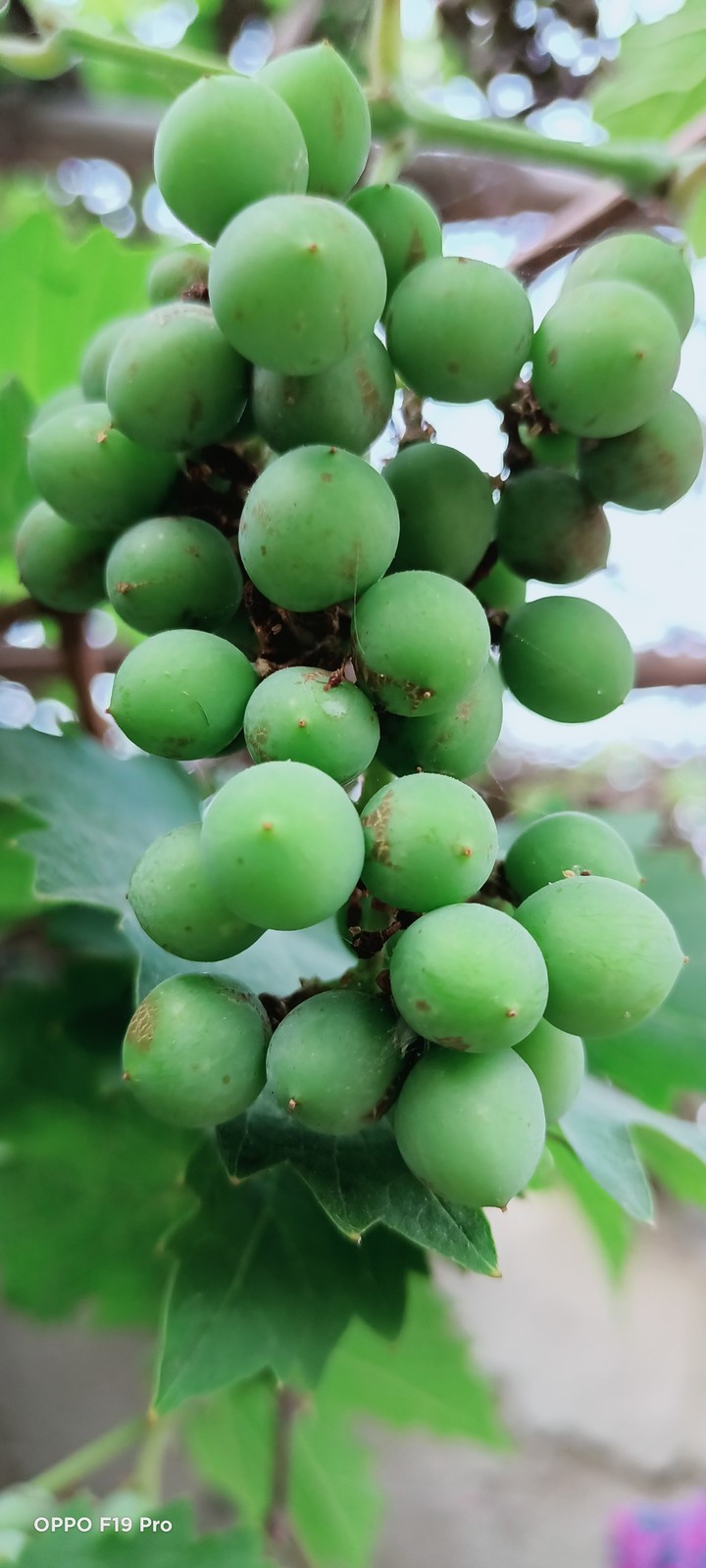 Grapes