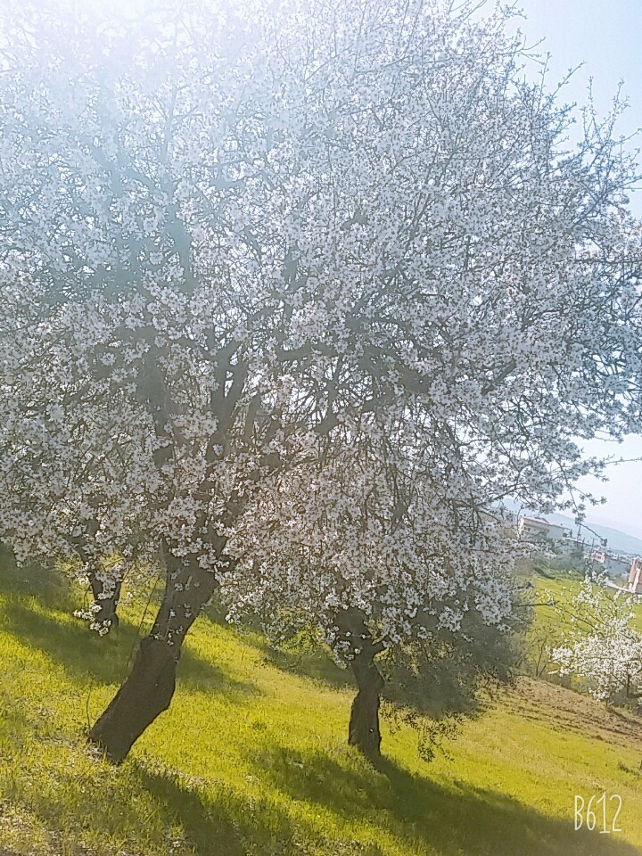 bahar