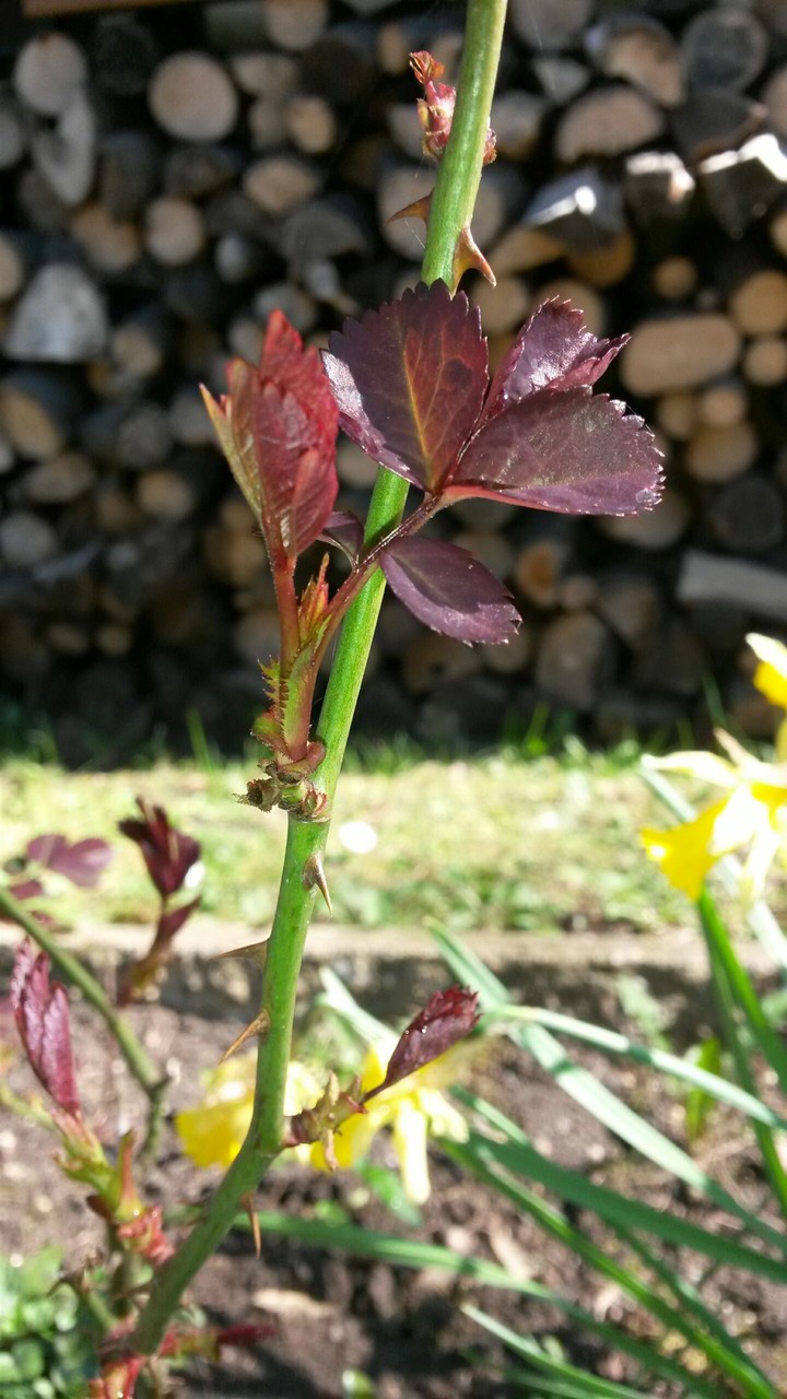 spring