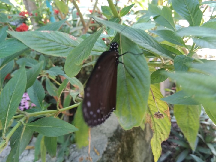 #butterfly