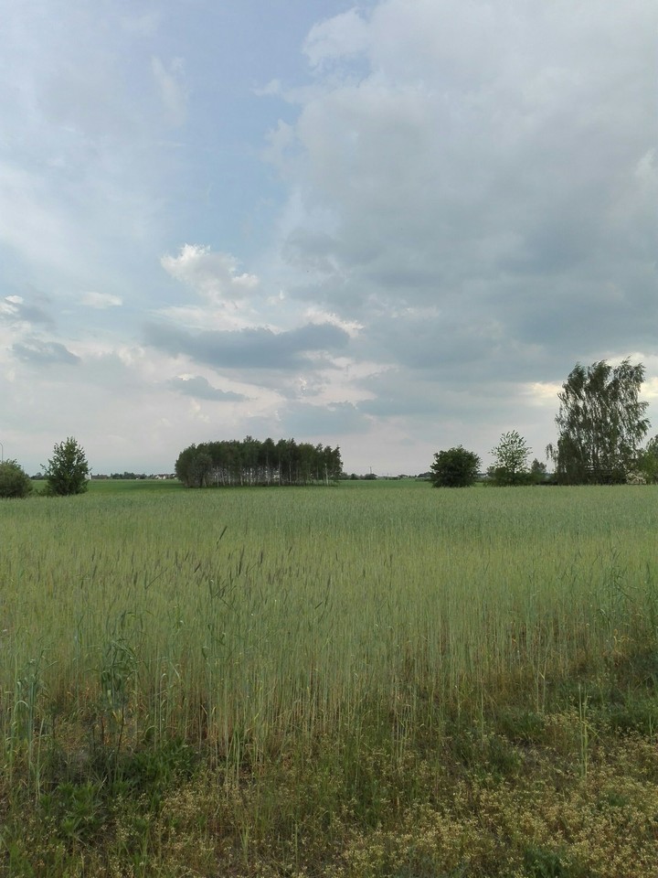 Grassy Space