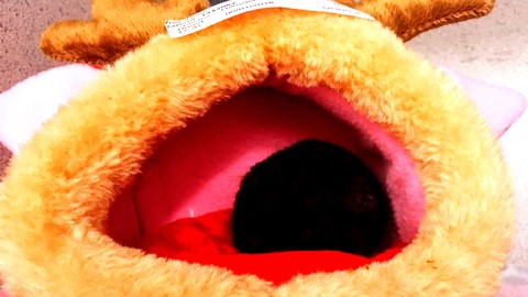 One of My Hamsters!