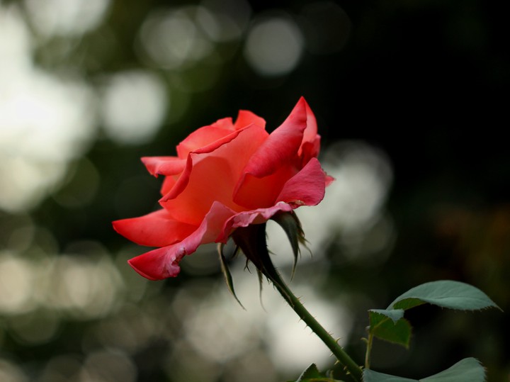 Tender rose