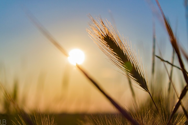 Field of sunset