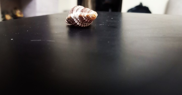 shell with dark angle
