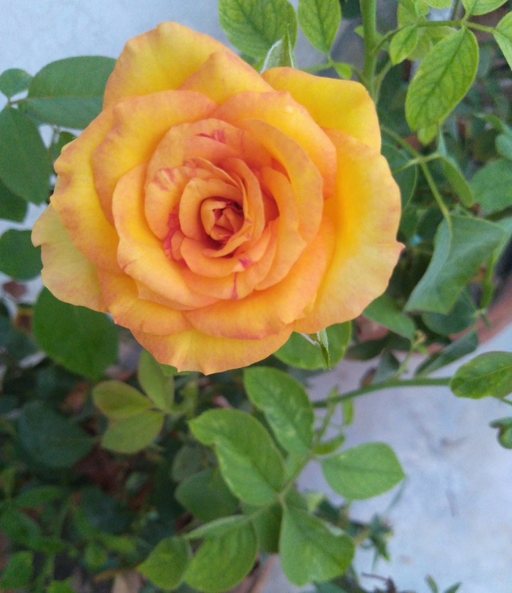 rose