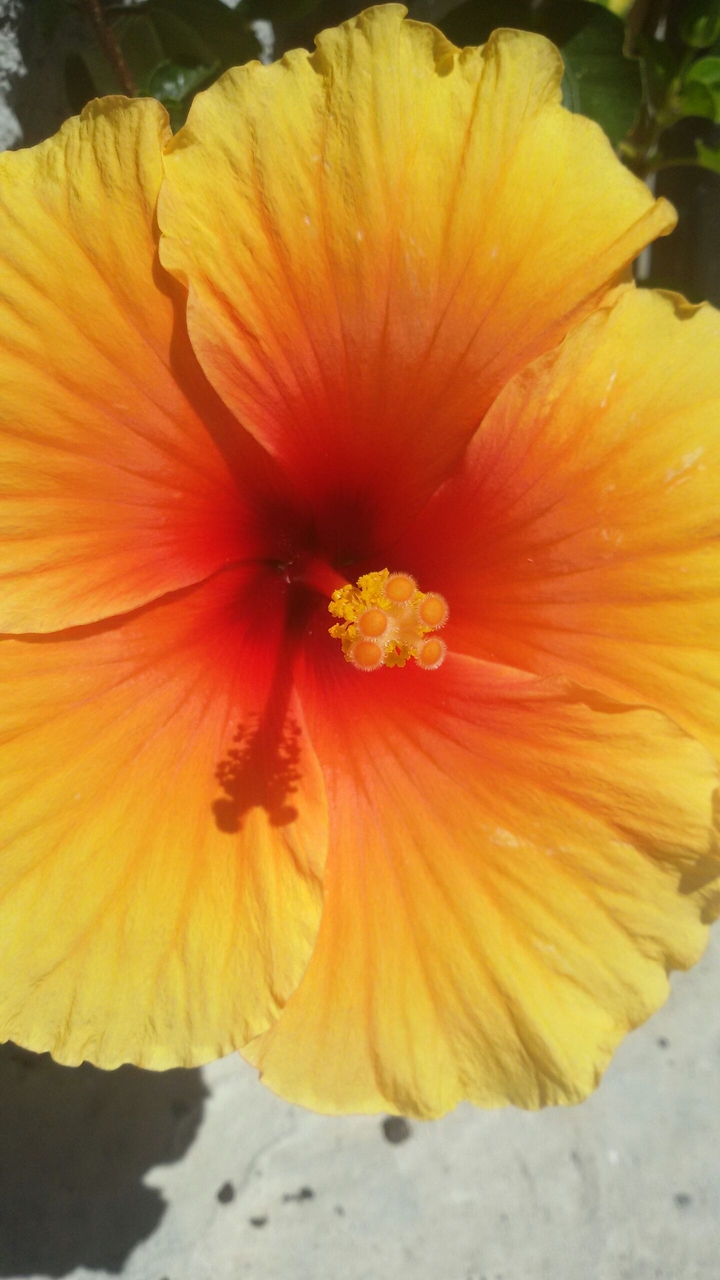 Hibiscus