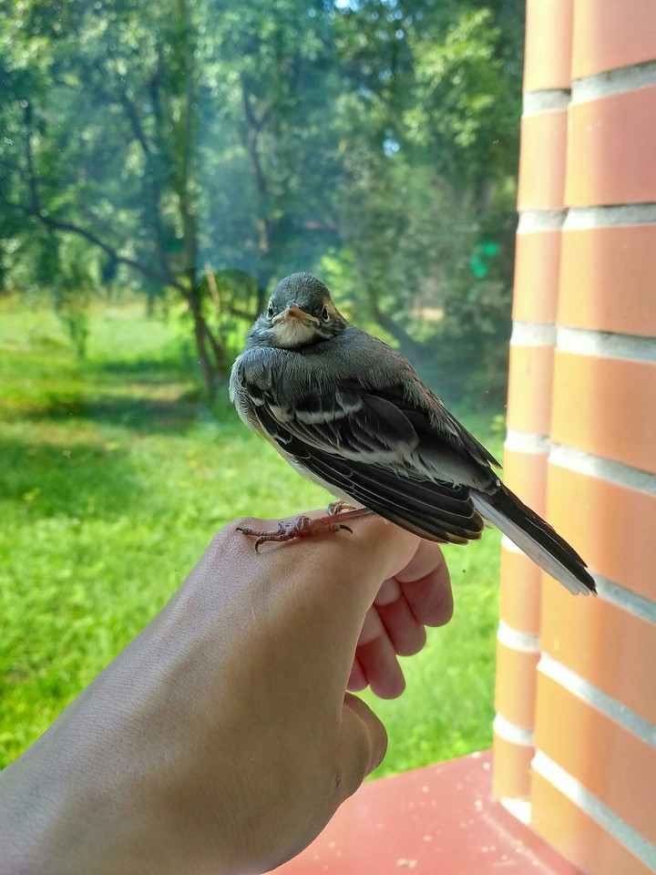 Little bird (no filters)