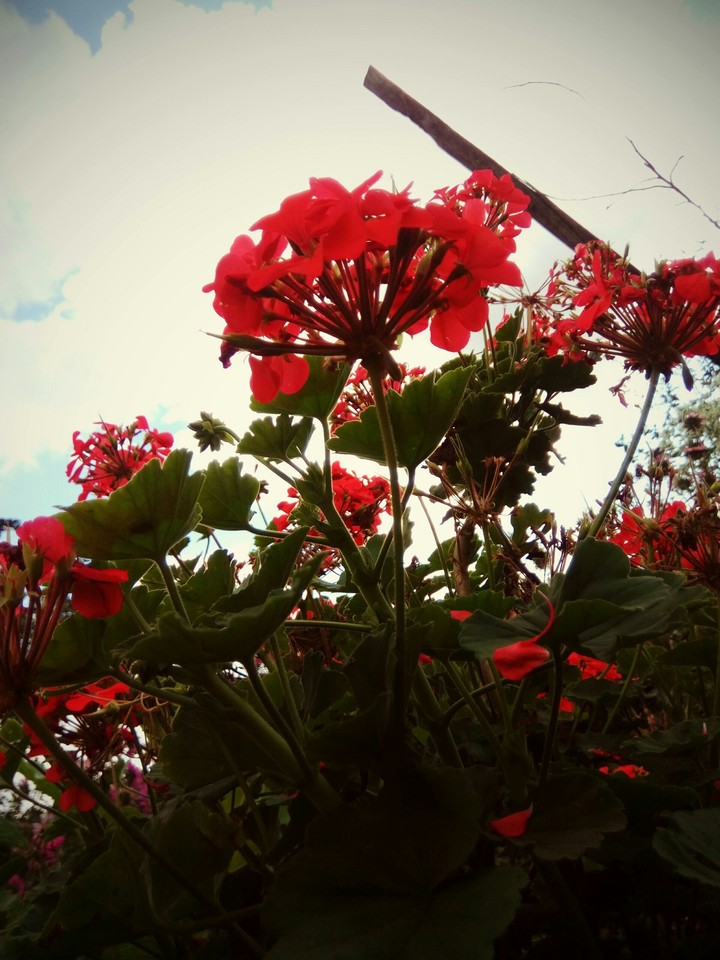 flower