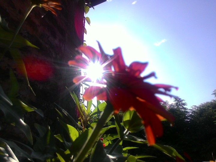 sun with flowers 