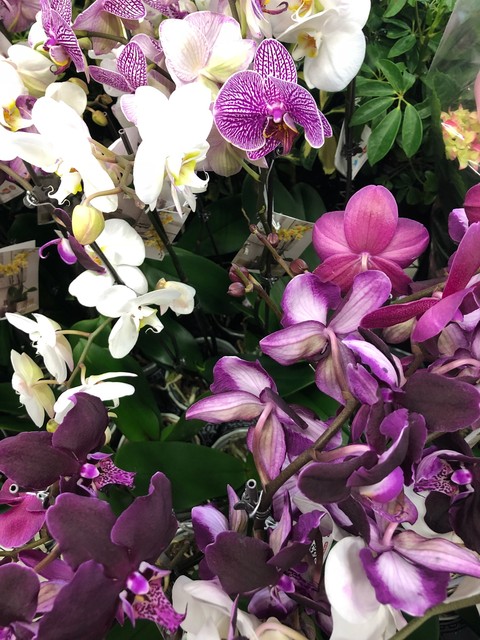 Payton's Orchids