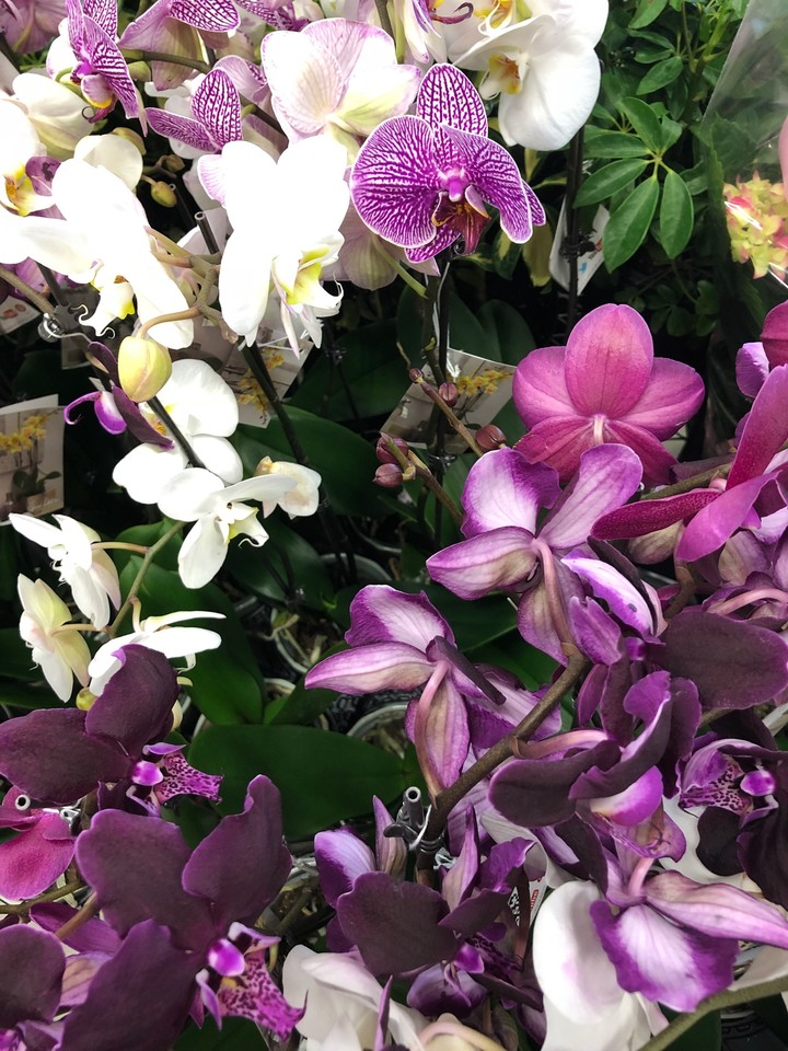 Payton's Orchids