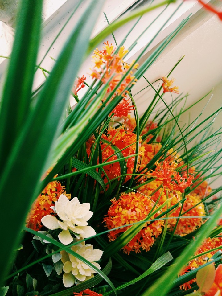 Orange flowers