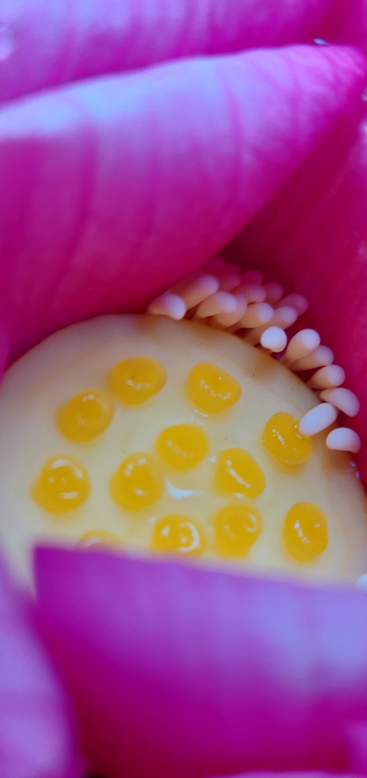পদ্ম