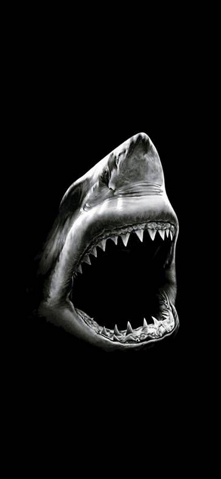 Shark