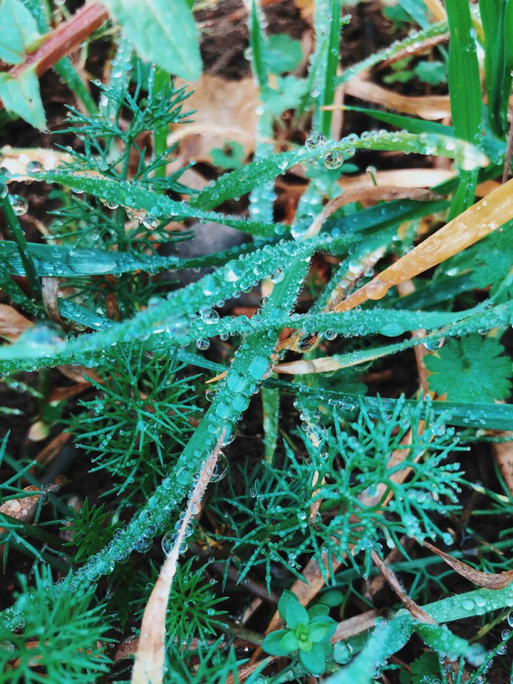 Grass after rain