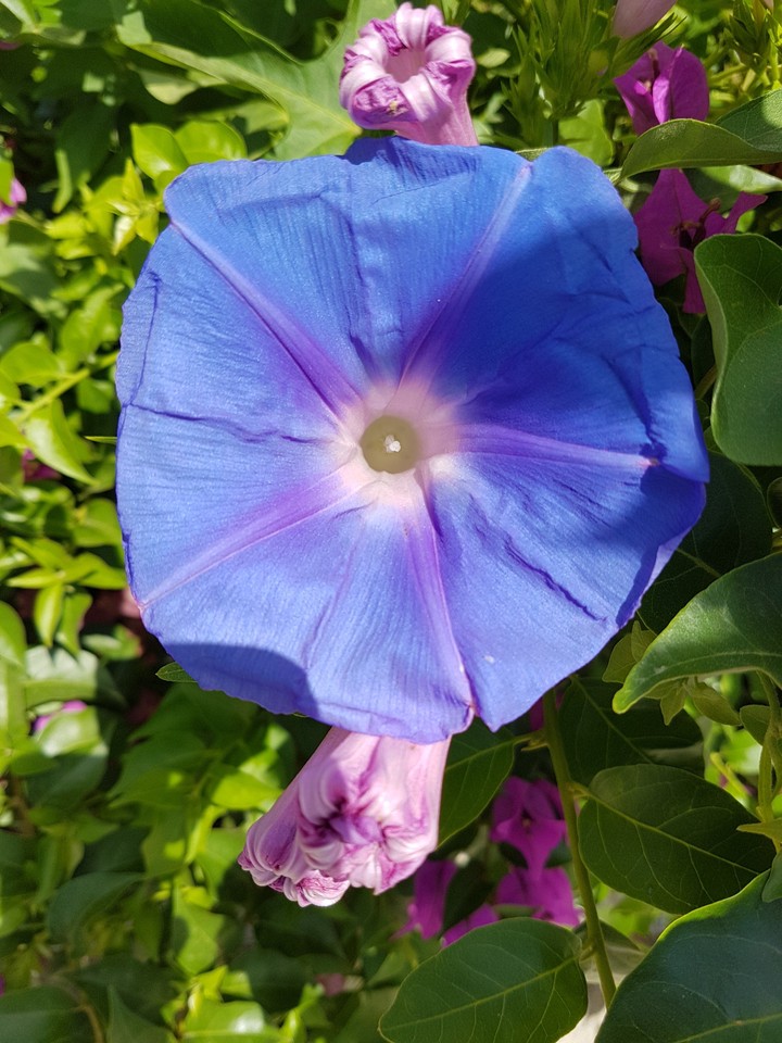 flower