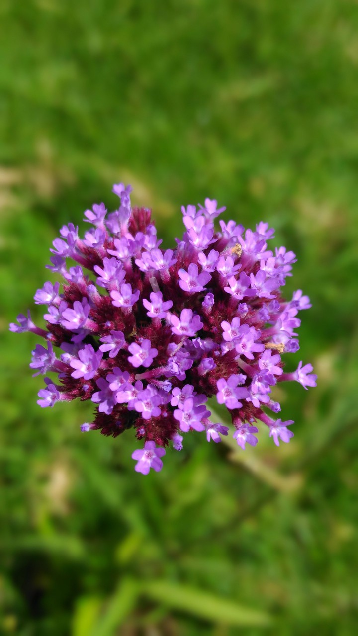 Purple Flower