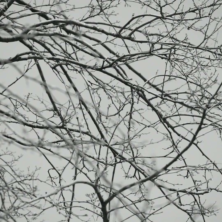 Minimalist Nature