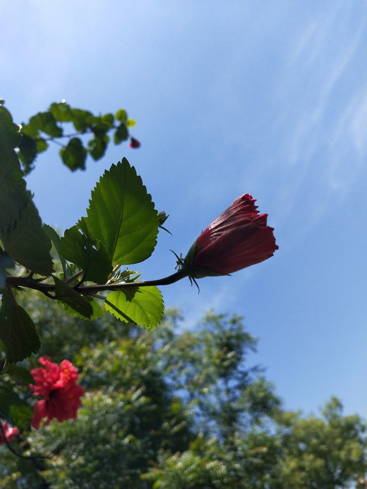 flowers