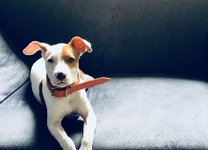 pipoca