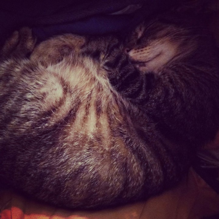 Котик спит
