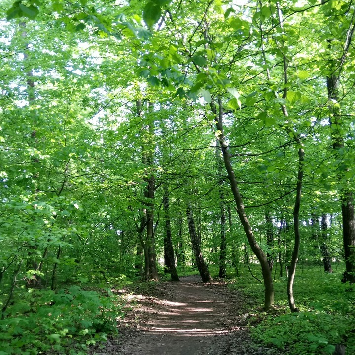 forest