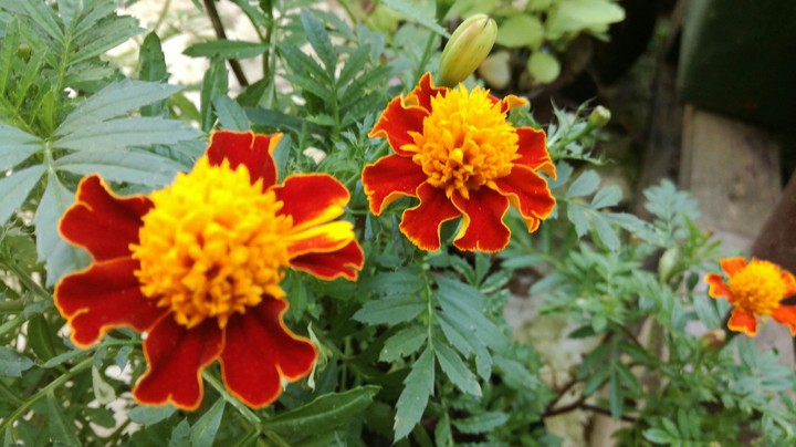 flowers