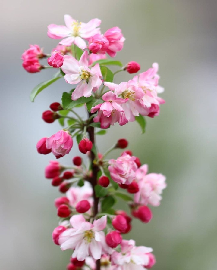 blossoms