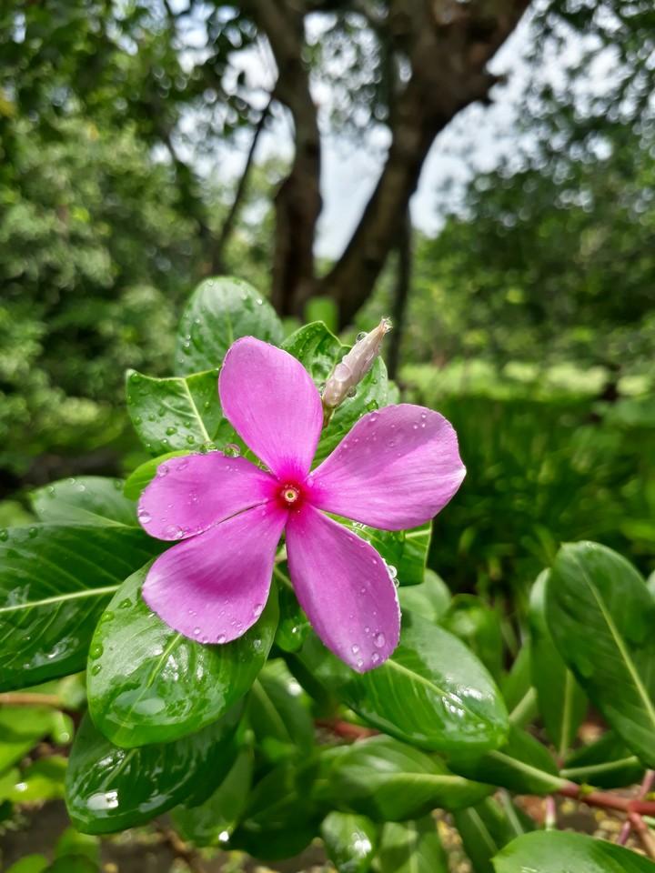 pinky