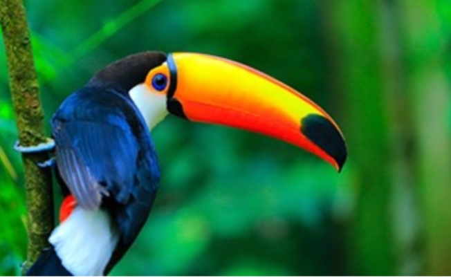 Animal