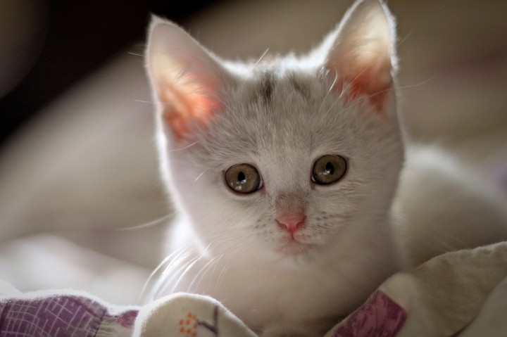 Kitty
