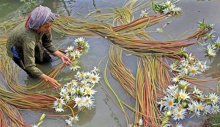 bông súng