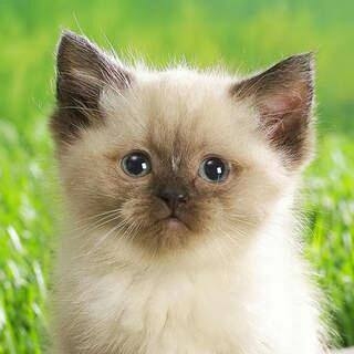 Котик.
