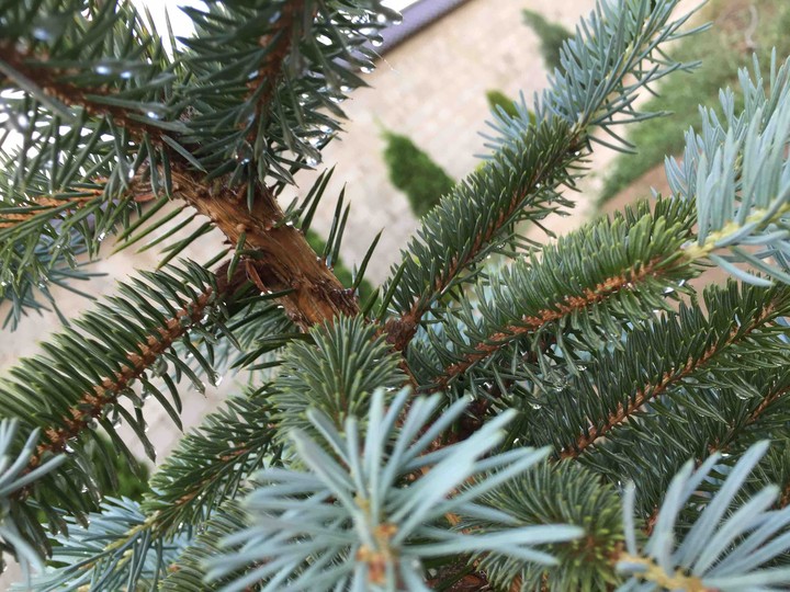 Blue spruce