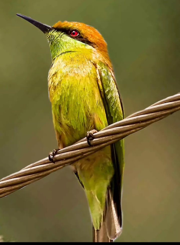 green bee eater