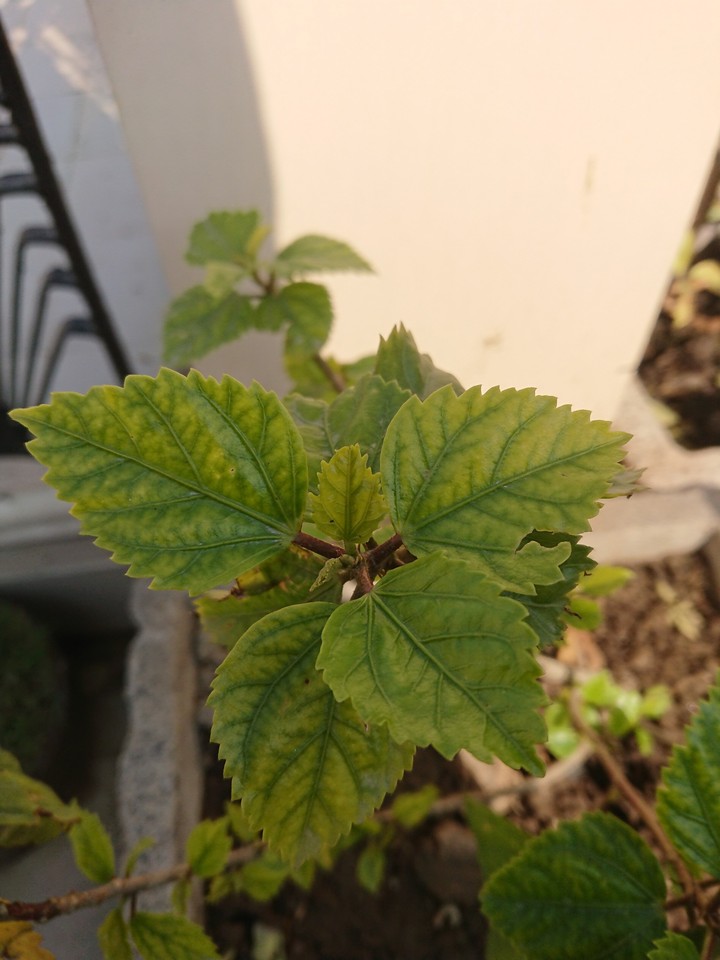 leaves ❤️