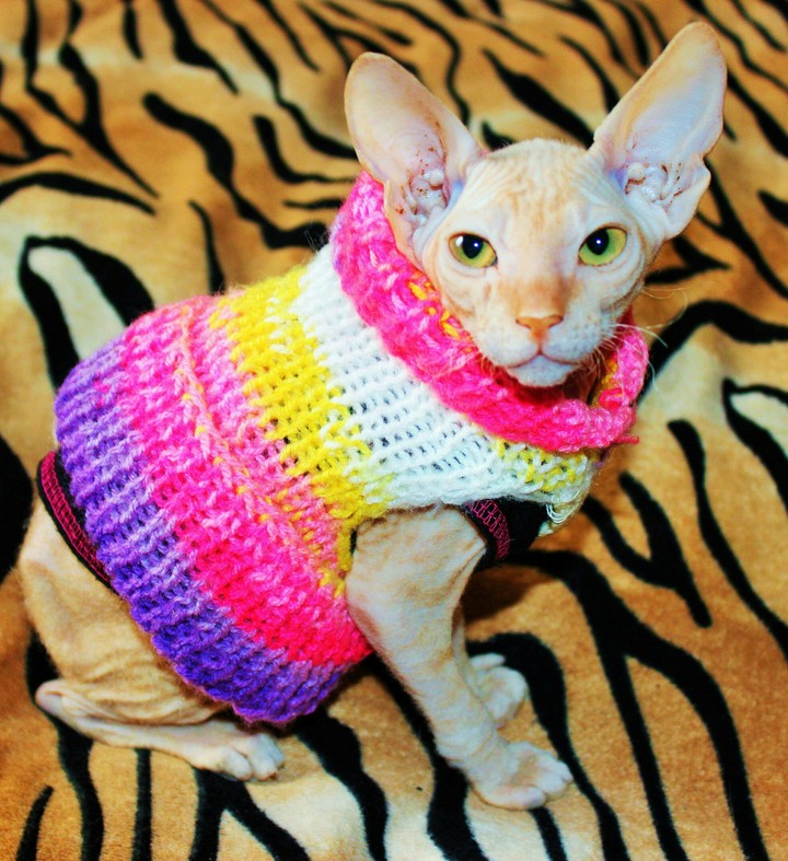 Котенок