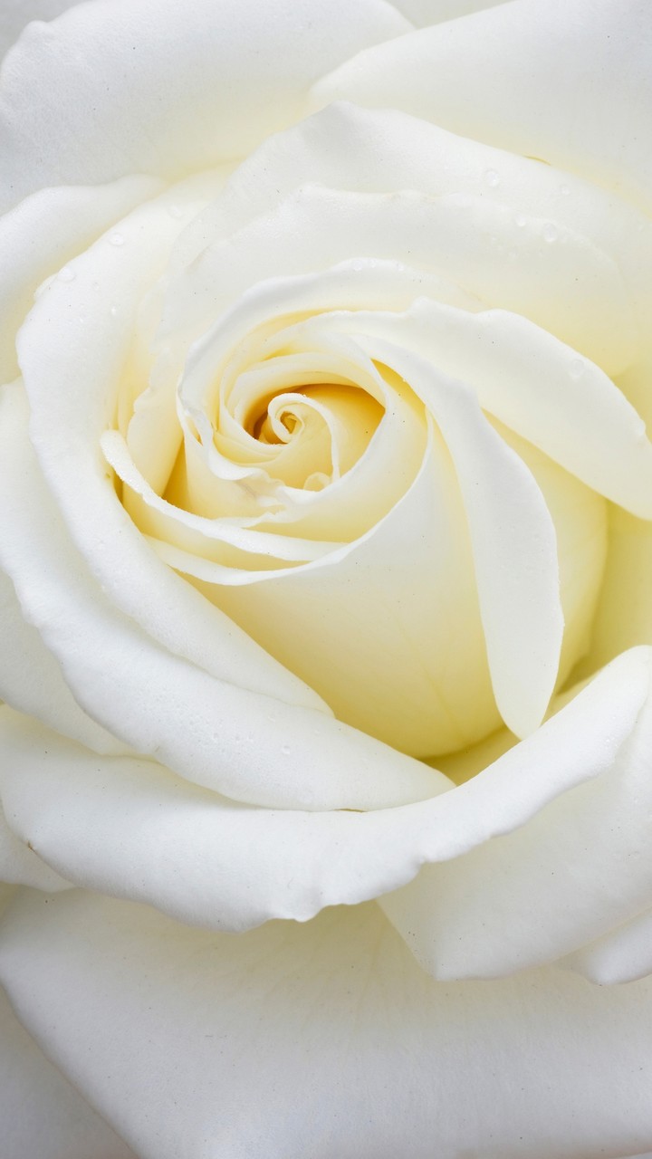 White Rose