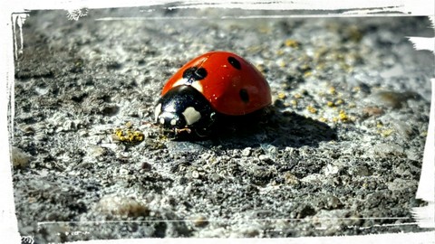 ladybug