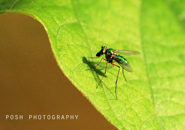 Eega