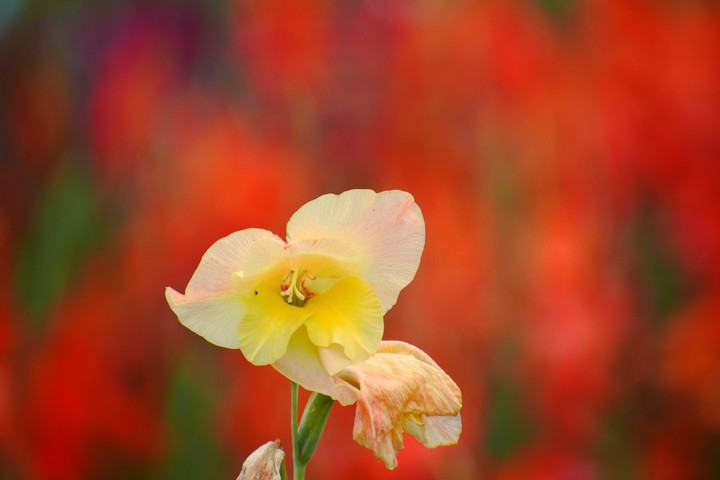gladiolus