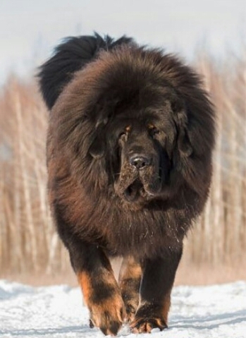 Тибетский мастиф